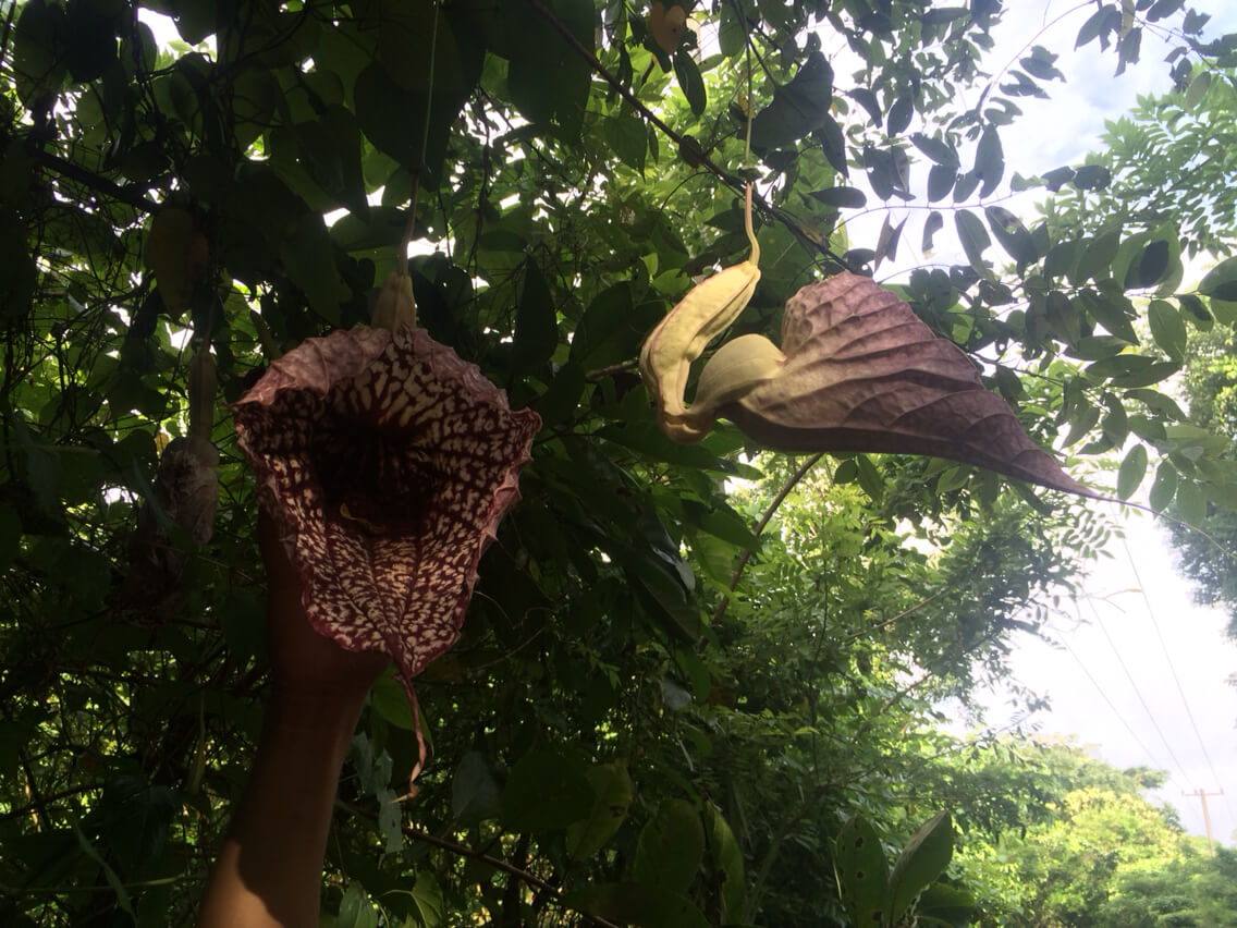 Aristolochia grandiflora